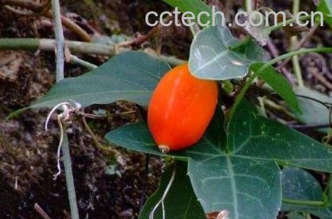 茅瓜的功效与作用-0