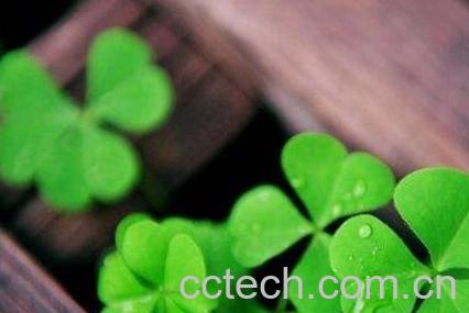 三叶草的功效与作用-1