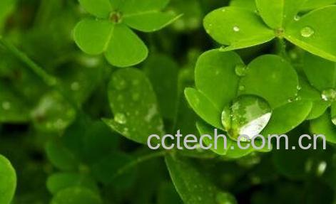 三叶草的功效与作用-0