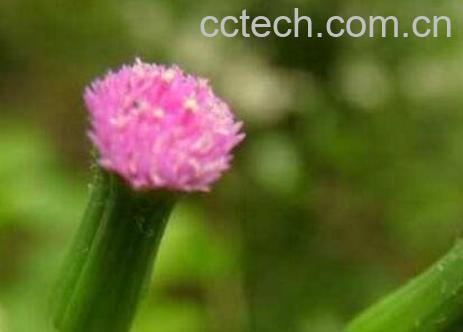 一点红的功效与作用-0