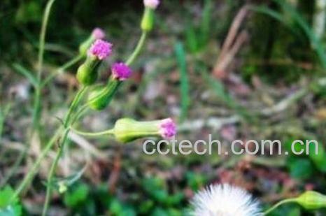 一点红的功效与作用-1