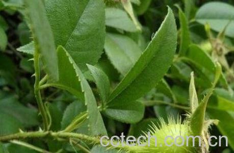 鹿含草的功效与作用-0