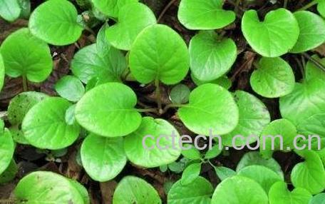 鹿含草的功效与作用-1