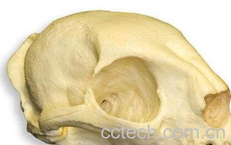 猫头骨的功效与作用-0