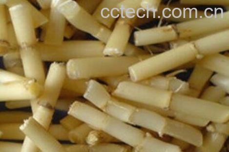 鲜白茅根的功效与作用-0