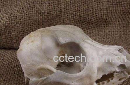 猫头骨的功效与作用-1