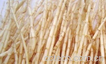 鲜白茅根的功效与作用-1