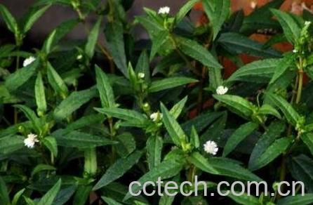 墨汉莲的作用与功效-0