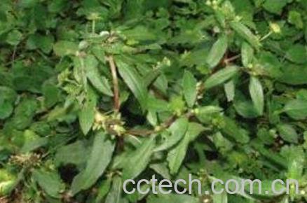 墨汉莲的作用与功效-1