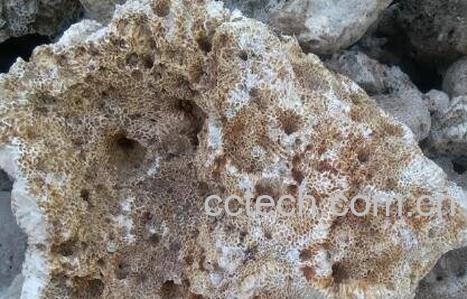 海浮石的功效与作用及禁忌-1