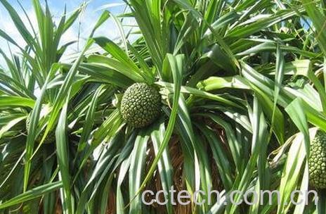 假菠萝根的功效 假菠萝根的药用价值-0