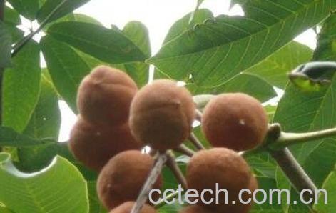 桫罗果的药用价值-0