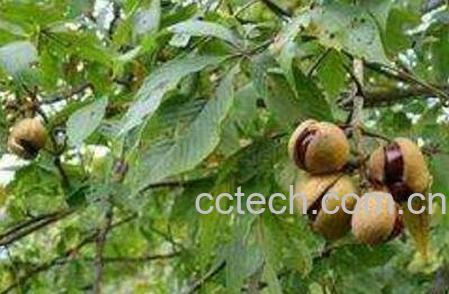 桫罗果的药用价值-1