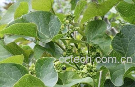 小桐子的功效与作用-1