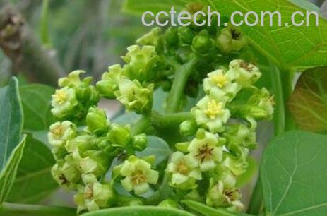 小桐子的功效与作用-0