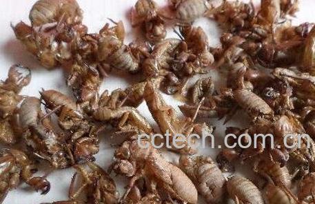 蝉衣的功效与作用-1