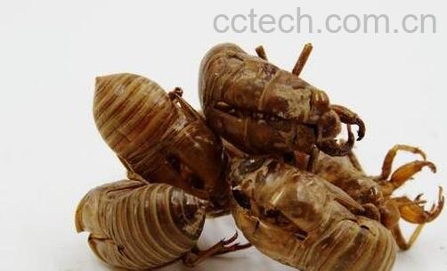 蝉衣的功效与作用-0