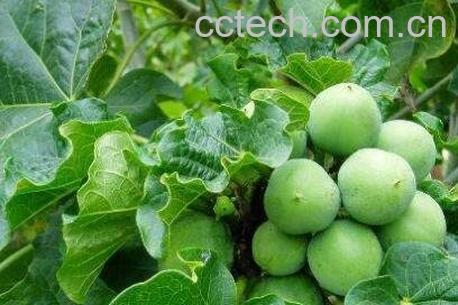 麻疯树的功效与作用-0