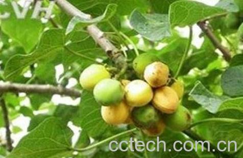 麻疯树的功效与作用-1