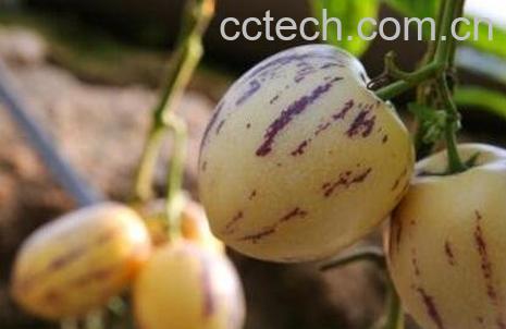 人生果的药用价值-1