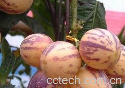 人生果的药用价值-0