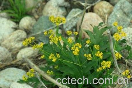 墓头回的功效与作用及用法-0