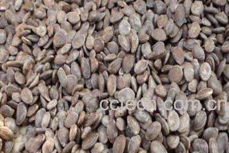 瓜蒌子的功效与作用及禁忌-1