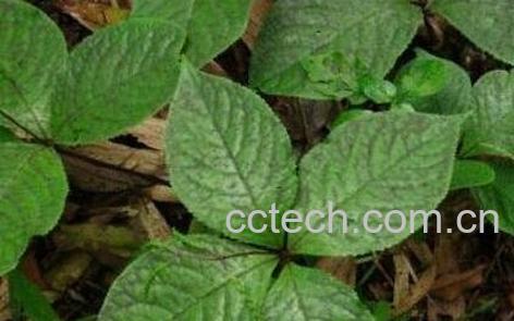 四叶莲的功效与作用-0