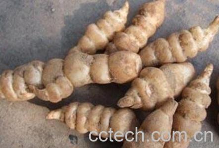 野生地环的功效与作用-1