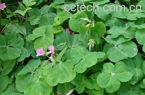 四叶莲的功效与作用-1
