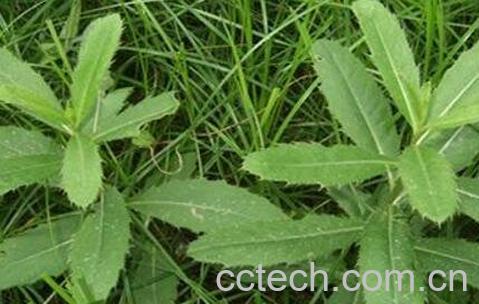 中药小蓟的作用与副作用-1