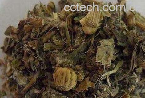 中药小蓟的作用与副作用-0