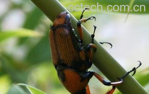 象甲虫的功效与作用-1