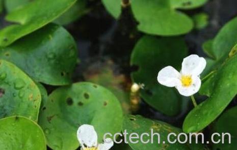 水鳖草怎么养殖 水鳖草的功效与作用-0