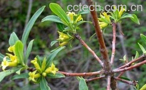 祖师麻的功效与作用及禁忌-0