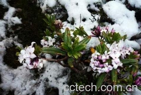 祖师麻的功效与作用及禁忌-1