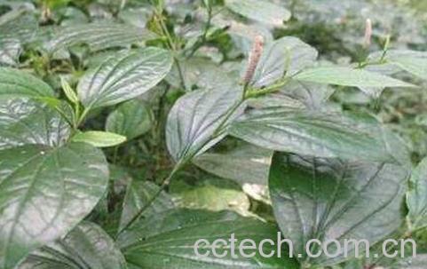 钻骨风与钻山风区别-0