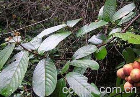 钻骨风与钻山风区别-1