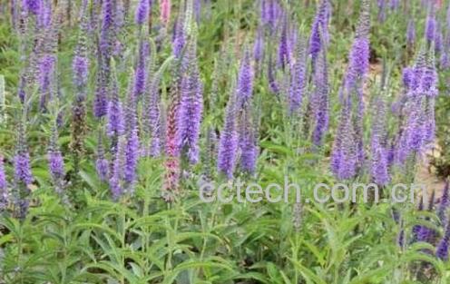 水蔓菁功效与作用 水蔓菁有没有副作用-0