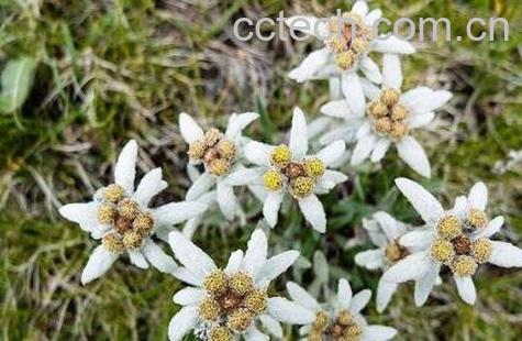 火绒草的功效与作用-1