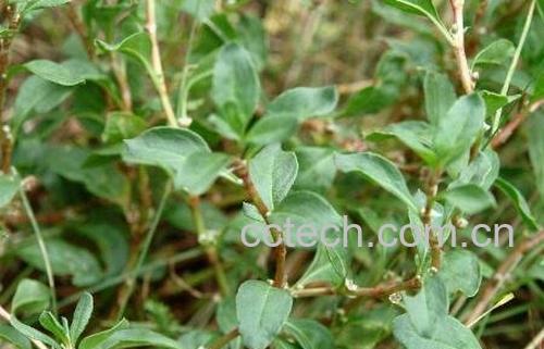 q蓄的功效与副作用-1