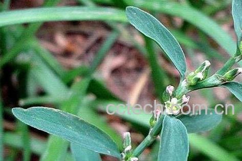 q蓄的功效与副作用-0