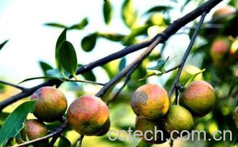 熟油子的药用价值-1