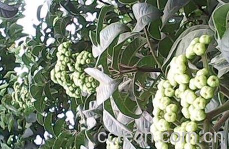 熟油子的药用价值-0