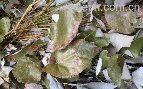 润羊藿的功效与作用-0