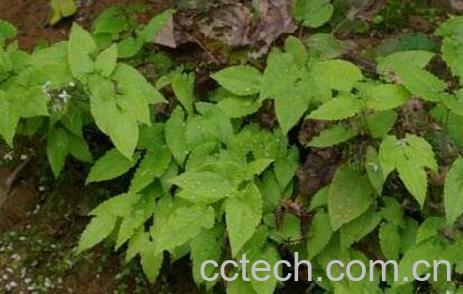 润羊藿的功效与作用-1