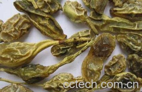 中药槐角的功效与作用-0