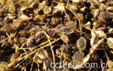 中药槐角的功效与作用-1