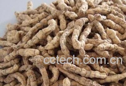 地蚕的作用与副作用-1