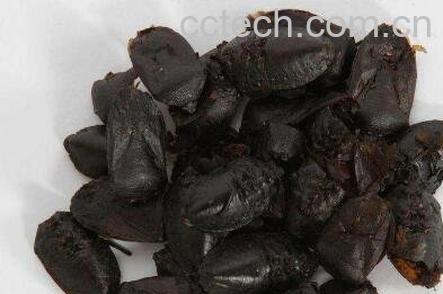  九香虫的药用价值及使用禁忌-0